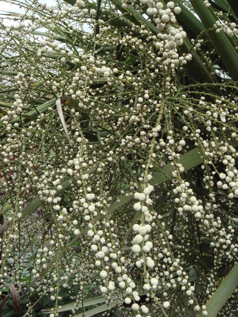 Cordyline indivisa fruit